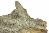 Fossil Hadrosaur (Edmontosaurus) Skin Cast - Montana #342162-1